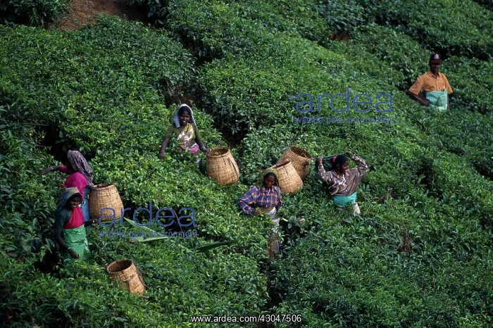 : Tea plant, Camellia sinensis : Tea plant, Camellia sinensis