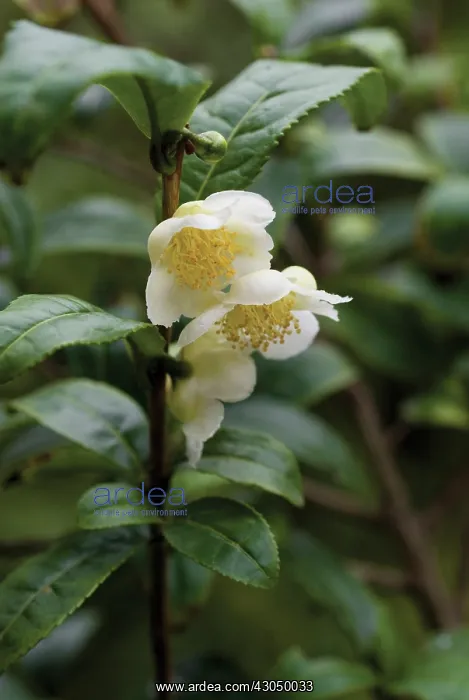 : Tea Plant, Camellia sinensis : Tea Plant, Camellia sinensis