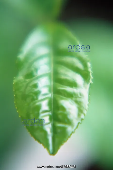 : Tea Plant, Camellia sinensis : Tea Plant, Camellia sinensis