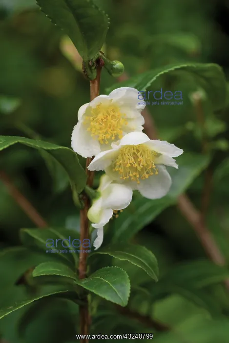 : Tea Plant, Camellia sinensis : Tea Plant, Camellia sinensis
