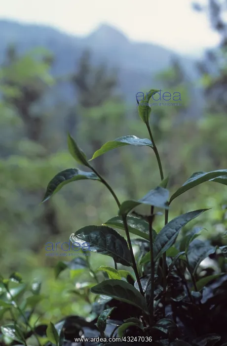 : Tea Plant, Camellia sinensis : Tea Plant, Camellia sinensis