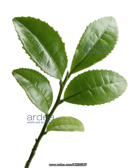 : Tea Plant, Camellia sinensis : Tea Plant, Camellia sinensis