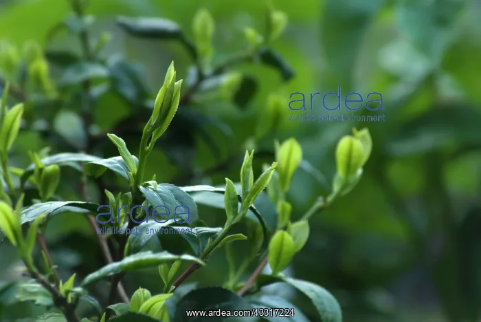 : Tea plant, Camellia sinensis, Tips of the Tea plant : Tea plant, Camellia sinensis, Tips of the Tea plant