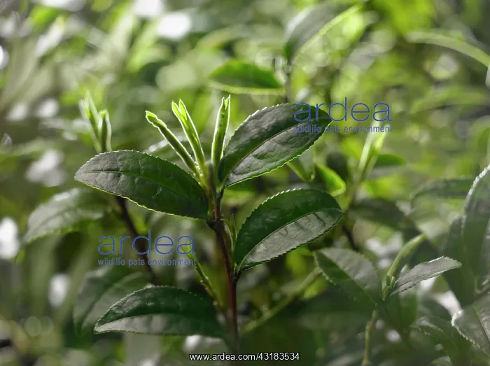 : Tea plant, Camellia sinensis, Front view of some : Tea plant, Camellia sinensis, Front view of some