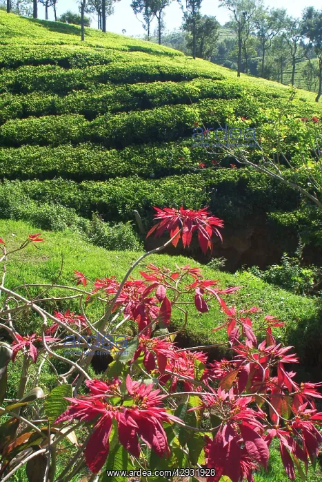 : Tea plantation : Tea plantation