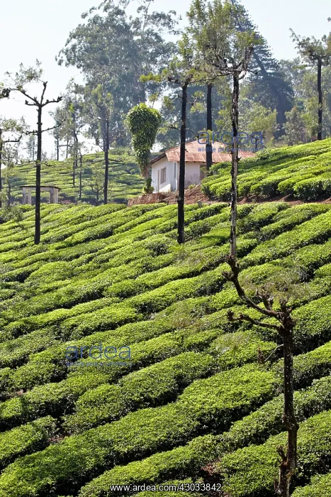 : Tea Plantation : Tea Plantation