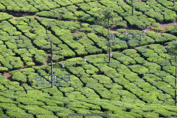  : Tea Plantation
