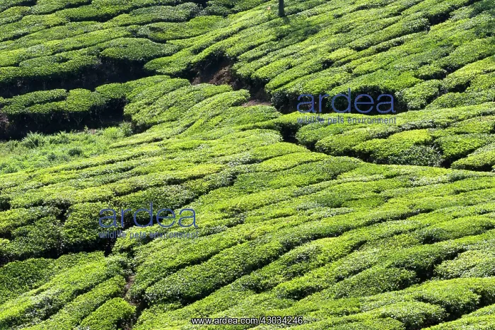  : Tea Plantation