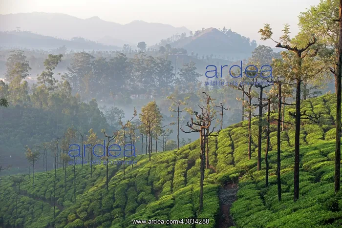  : Tea Plantation