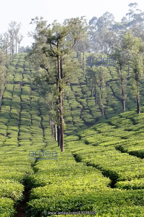  : Tea Plantation