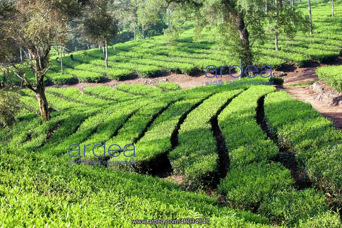 : Tea Plantation : Tea Plantation