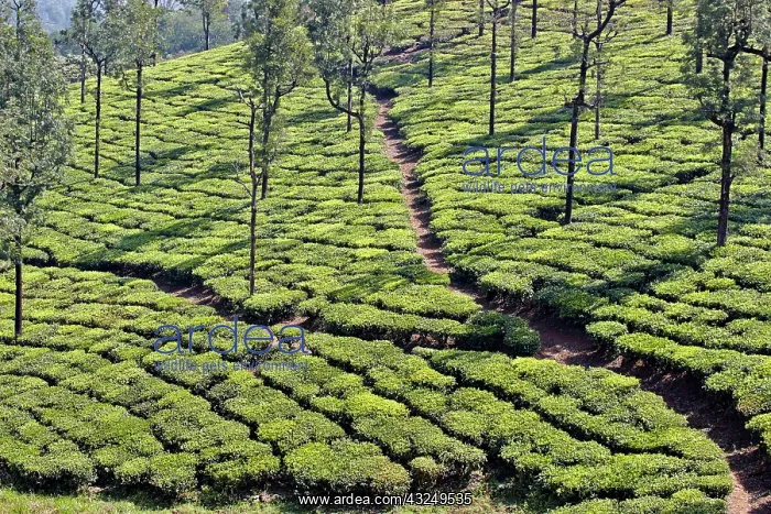 : Tea Plantation : Tea Plantation