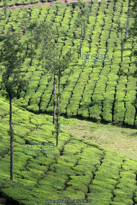  : Tea Plantation