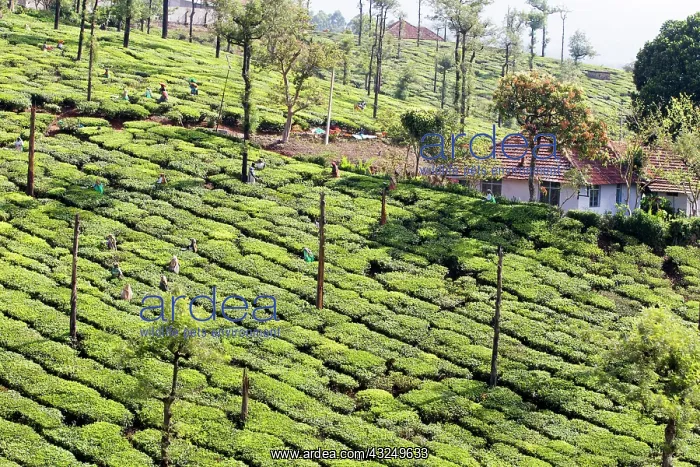  : Tea Plantation