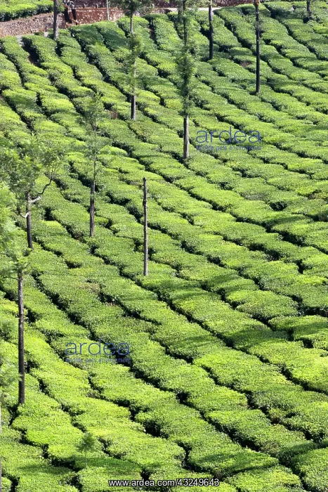  : Tea Plantation