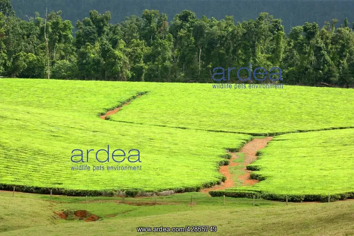 : Tea Plantation - brightly green tea bushes stretch : Tea Plantation - brightly green tea bushes stretch