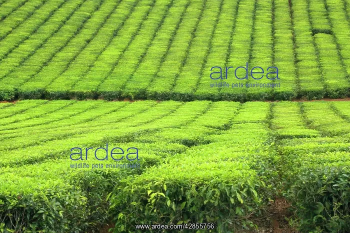 : Tea Plantation - brightly green tea bushes stretch : Tea Plantation - brightly green tea bushes stretch
