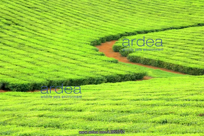 : Tea Plantation - brightly green tea bushes stretch : Tea Plantation - brightly green tea bushes stretch