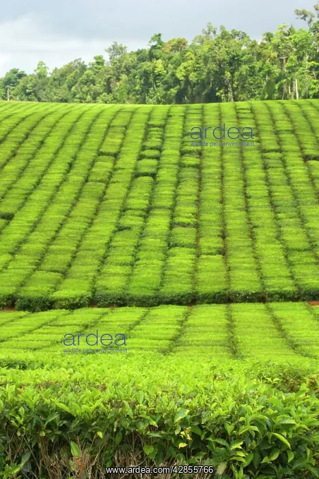 : Tea Plantation - brightly green tea bushes stretch : Tea Plantation - brightly green tea bushes stretch