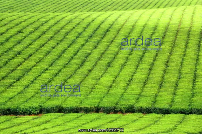 : Tea Plantation - brightly green tea bushes stretch : Tea Plantation - brightly green tea bushes stretch