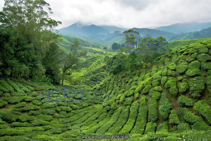 : Tea plantation - Cameron highlands : Tea plantation - Cameron highlands