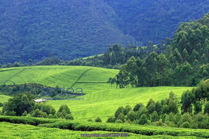 : Tea Plantation - and drying hut surrounded by rain : Tea Plantation - and drying hut surrounded by rain