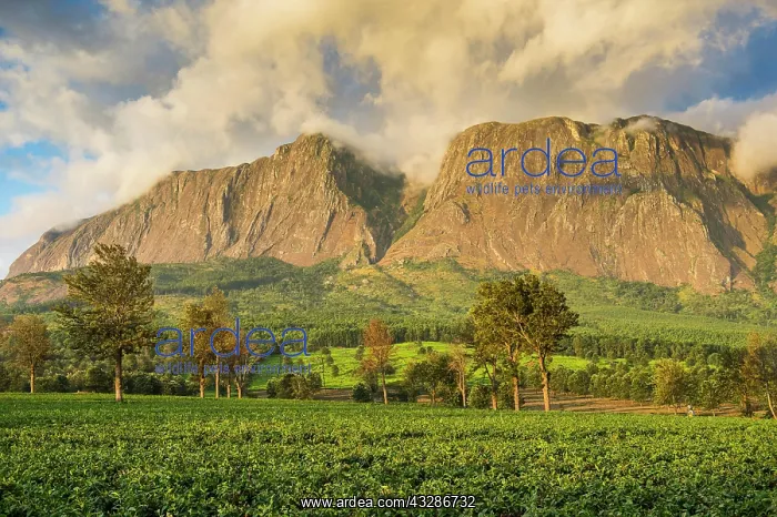 : Tea plantation at Mount Mulanje, Malawi, Africa : Tea plantation at Mount Mulanje, Malawi, Africa