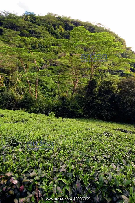 : Tea Plantation, Seychelles : Tea Plantation, Seychelles