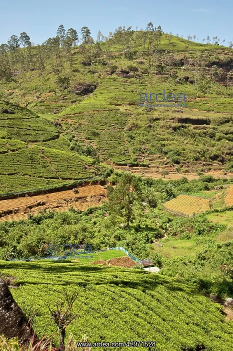 : Tea Plantation - showing terraced hillside : Tea Plantation - showing terraced hillside