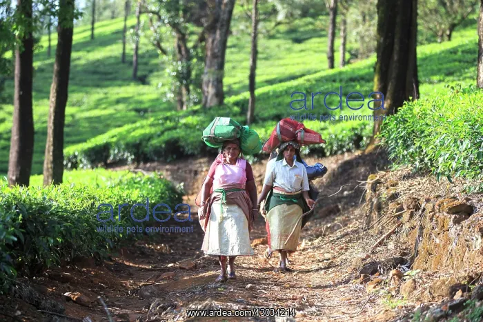 : Tea Plantation workers : Tea Plantation workers