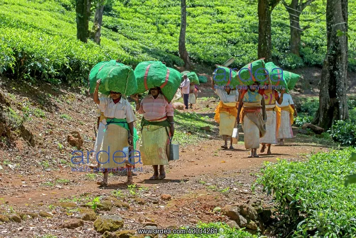 : Tea Plantation workers : Tea Plantation workers