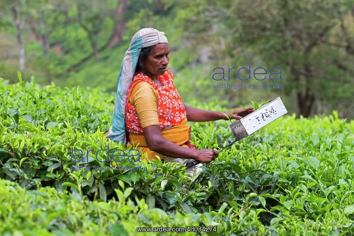  : Tea Plantation workers