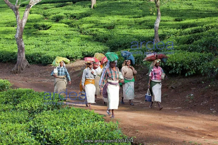 : Tea Plantation workers : Tea Plantation workers