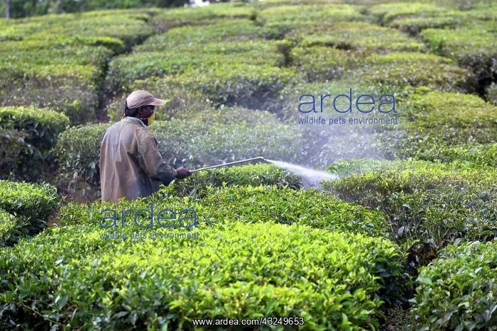  : Tea Plantation workers