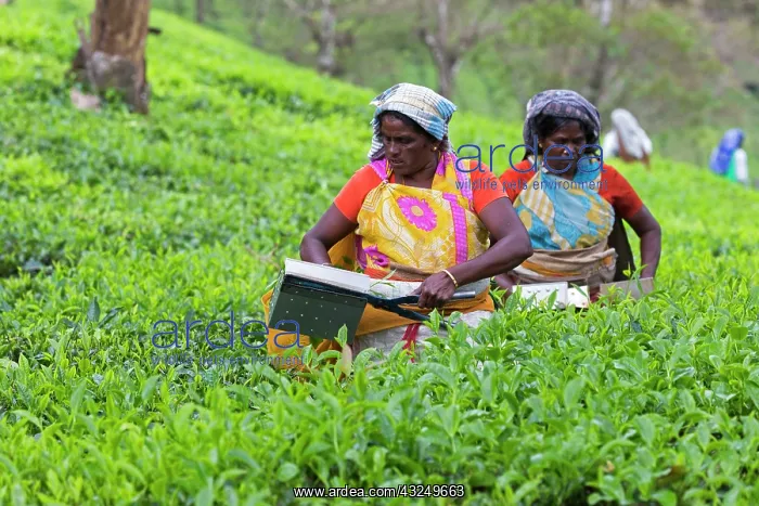  : Tea Plantation workers