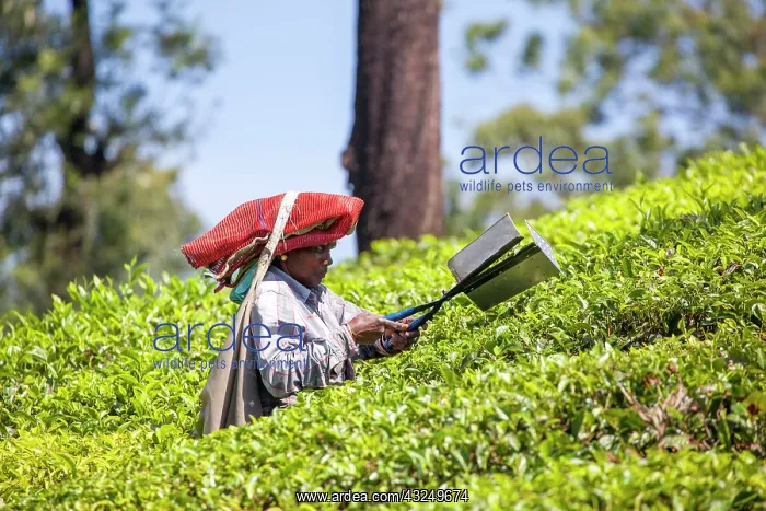 : Tea Plantation workers : Tea Plantation workers