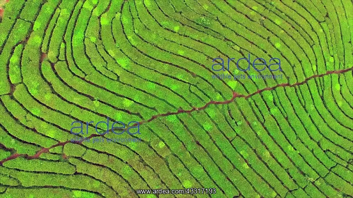 : Tea plantations from the air, West Java, Indonesia : Tea plantations from the air, West Java, Indonesia