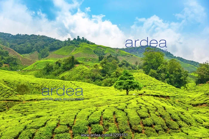 : Tea plantations, Cameron Highlands, Tanah Tinggi : Tea plantations, Cameron Highlands, Tanah Tinggi