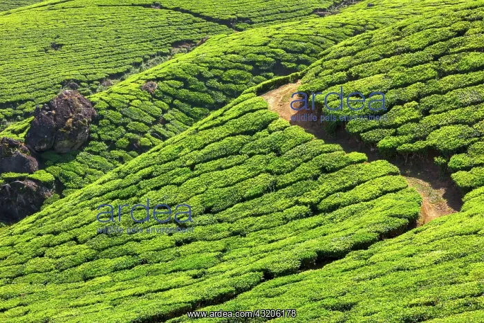 : Tea plantations. Munnar, Kerala, India, Asia : Tea plantations. Munnar, Kerala, India, Asia