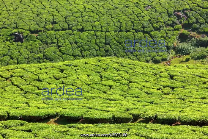 : Tea plantations. Munnar, Kerala, India, Asia : Tea plantations. Munnar, Kerala, India, Asia