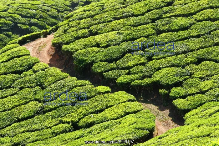 : Tea plantations. Munnar, Kerala, India, Asia : Tea plantations. Munnar, Kerala, India, Asia