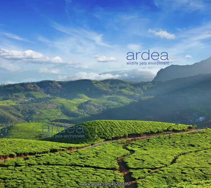 : Tea plantations on sunrise. Munnar, Kerala, India, Asia : Tea plantations on sunrise. Munnar, Kerala, India, Asia