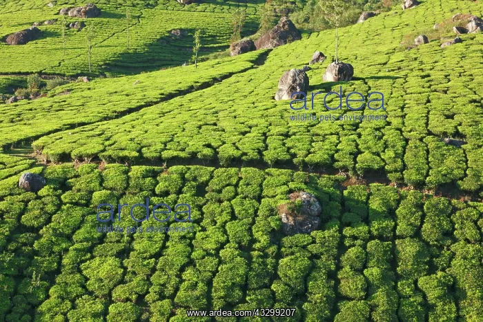 : Tea plantations on surise. Munnar, Kerala, India, Asia : Tea plantations on surise. Munnar, Kerala, India, Asia