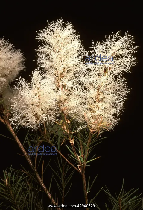 : Tea Tree - flowers : Tea Tree - flowers