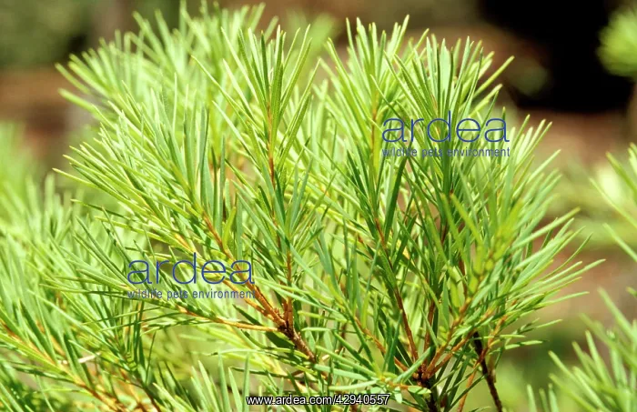 : Tea-tree - source of tea-tree oil; leaves : Tea-tree - source of tea-tree oil; leaves