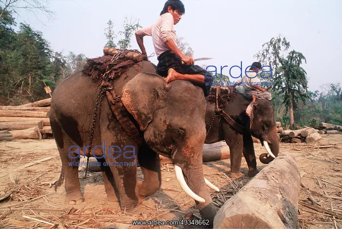 : Teak logging using Indian / Asian elephants : Teak logging using Indian / Asian elephants