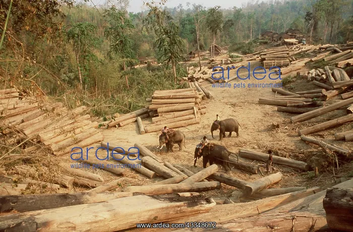 : Teak Logging using Indian / Asian Elephants : Teak Logging using Indian / Asian Elephants