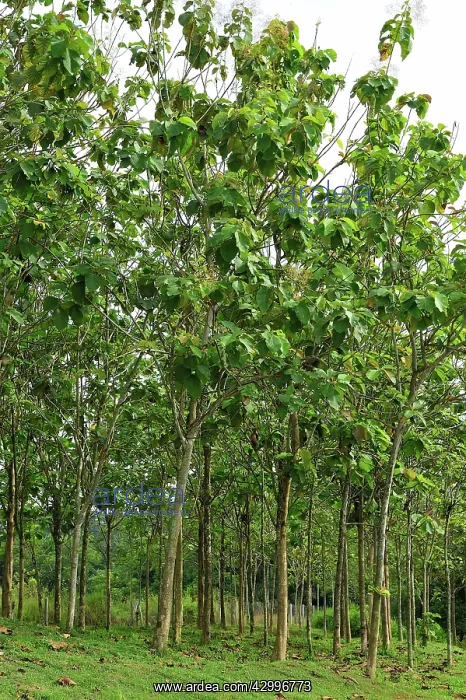 : Teak plantation : Teak plantation