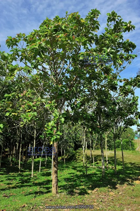 : Teak plantation : Teak plantation