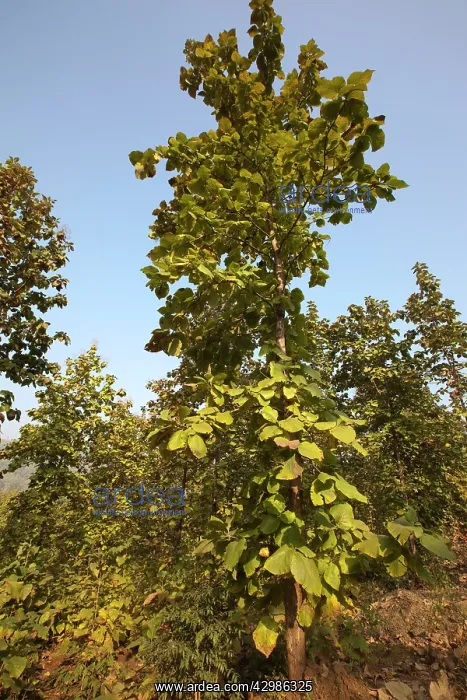 : Teak Tree (Tectona grandis). near Kanha, Madhya Pradesh, India : Teak Tree (Tectona grandis). near Kanha, Madhya Pradesh, India